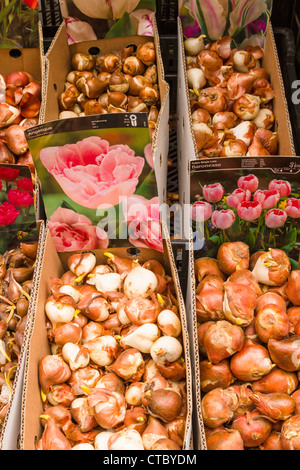 Tulpenzwiebeln für Verkauf am Blumenmarkt Stockfoto