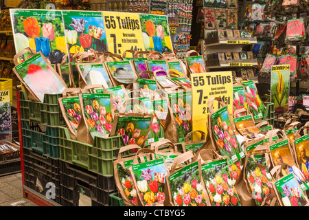 Tulpenzwiebeln für Verkauf am Blumenmarkt Stockfoto