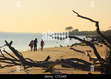 BONEYARD BEACH, BIG TALBOT ISLAND STATE PARK, JACKSONVILLE, FLORIDA, USA Stockfoto