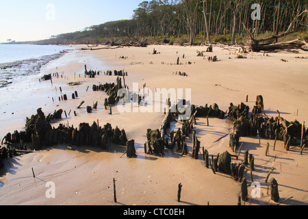 BONEYARD BEACH, BIG TALBOT ISLAND STATE PARK, JACKSONVILLE, FLORIDA, USA Stockfoto