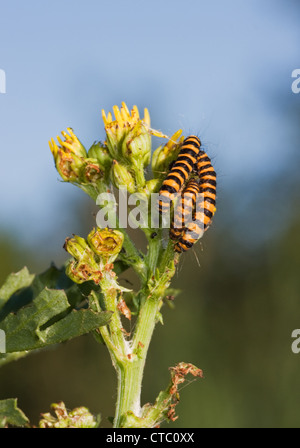 Raupen der Zinnober Motte (Tyria Jacobaeae) auf der Blume des Kreuzkraut (Jacobaea Vulgaris). Stockfoto