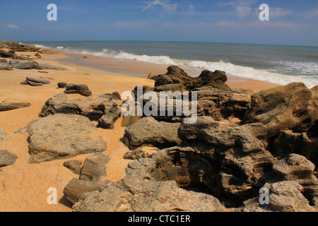 COQUINA FELSEN, WASHINGTON EICHEN GARDENS STATE PARK, PALM COAST, FLORIDA, USA Stockfoto