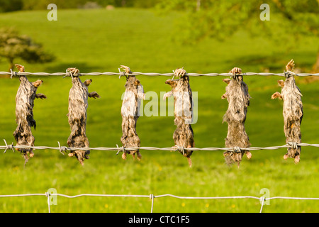 Tote Maulwürfe aufgereiht auf Stacheldraht Stockfoto