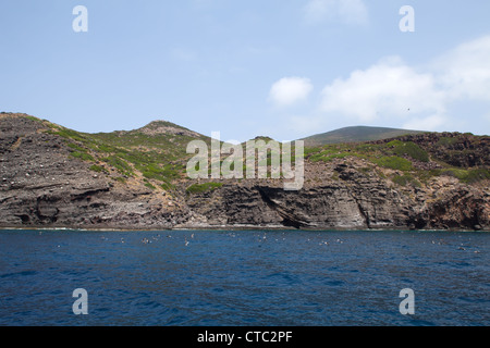 Wilde Küste mit Kolonie von Möwen, Capraia Insel, toskanischen Archipels, Italien. Stockfoto