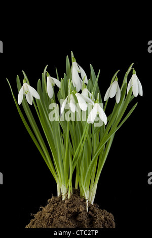 Rasen der Schneeglöckchen Blüten isoliert auf weißem Hintergrund Stockfoto