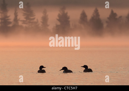 Drei gemeinsame Seetaucher (Gavia Immer) in der Silhouette bei Tagesanbruch an einem nebligen nordamerikanischen See. Stockfoto