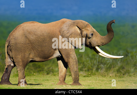 Elefant mit großen Stoßzähnen riecht die Luft - Addo National Park - Südafrika Stockfoto