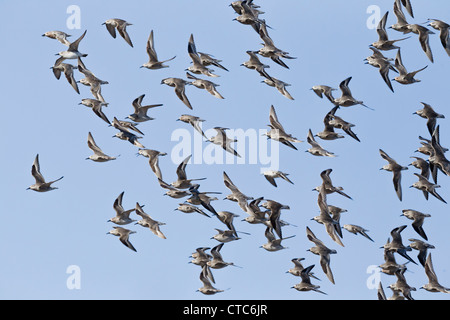 Herde von Knoten im Flug Stockfoto