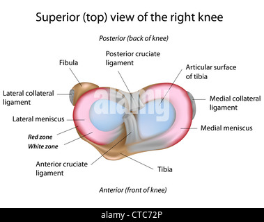 Menisken des Kniegelenks Stockfoto