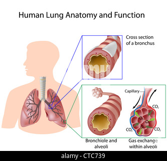 Menschlichen Lunge Anatomie und Funktion Stockfoto