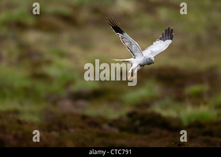 Männliche Kornweihe im Flug Stockfoto