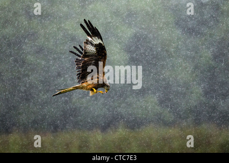 Red Kite Fütterung im Flug bei einem regen Sturm Stockfoto