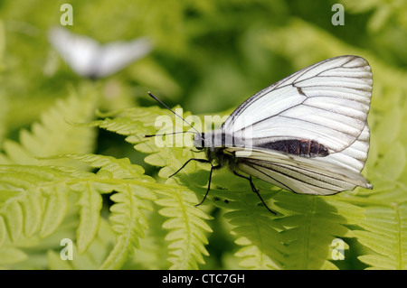 Schwarz-veined White (Aporia Crataegi). Baikalsee, Sibirien, Russland Stockfoto