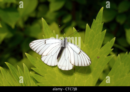 Schwarz-veined White (Aporia Crataegi). Baikalsee, Sibirien, Russland Stockfoto