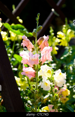 Blühende Blumen rosa Löwenmäulchen. Grünen Wiese voller Blumen Stockfoto