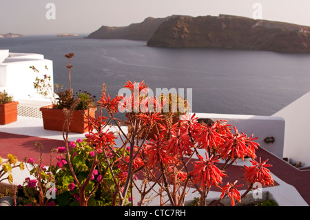 Blumen und Pflanzen auf Terrasse mit Thirasia Insel im Hintergrund, Oia, Santorini, Griechenland Stockfoto