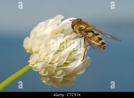 Biene sammelt Nektar von einem weißen Kleeblatt mit Blumenberscheinen, auf blauem Himmel. Baikalsee, Sibirien, Russische Föderation. Stockfoto