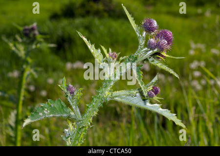 Die große Klette, essbare Klette, Klette, Lappa (Arctium Lappa). Der Baikalsee, Sibirien, Russland. Stockfoto