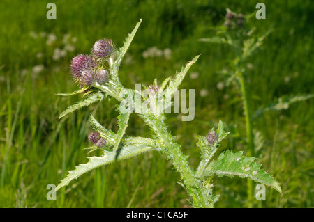 Die große Klette, essbare Klette, Klette, Lappa (Arctium Lappa). Der Baikalsee, Sibirien, Russland. Stockfoto