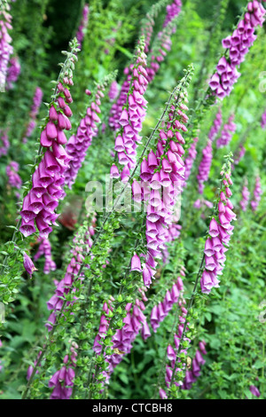 Wilde Fingerhut; Digitalis Purpurea, verwendet in der Behandlung von Herzbeschwerden, wächst in einem irischen Garten Stockfoto