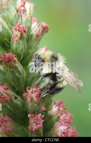 Amerikanische Hummel auf Blazing Star Stockfoto