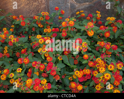 Lantana Verbenaceae gelb und orange blühenden Strauch in voller Blüte gegen eine Steinmauer Stockfoto