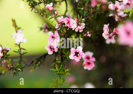 Maunka Blume, Marlborough, Südinsel, Neuseeland Stockfoto