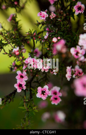 Maunka Blume, Marlborough, Südinsel, Neuseeland Stockfoto