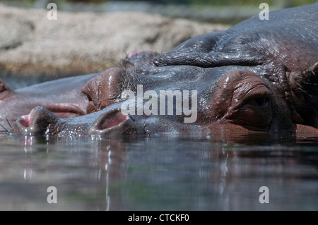 Nahaufnahme von einem teilweise untergetauchten ca.. Stockfoto