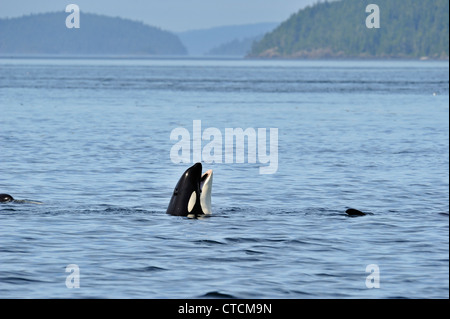 Schwertwal (Orcinus Orca) Spion-hopping Resident Pod Sommer Lachs Fütterung Territorium, Johnstone Strait Vancouver Island Stockfoto