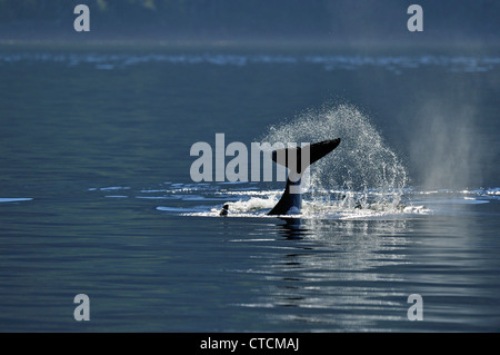 Schwertwal (Orcinus Orca) Bull Resident Pod Sommer Lachs Fütterung Territorium, Johnstone Strait Vancouver Island Stockfoto