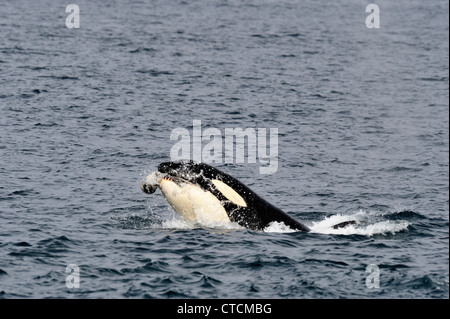Schwertwal (Orcinus Orca) Spion-hopping Transient pod Sommer Harbor Seal Fütterung Beute Johnstone Strait Vancouver Island Stockfoto
