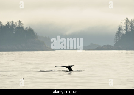 Buckelwal (Impressionen Novaeangliae) Verfügbarmachen Schweif Egel Tauchgangs Blackfish Ton, Vancouver, British Columbia Kanada Stockfoto