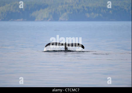 Buckelwal (Impressionen Novaeangliae) Verfügbarmachen Schweif Egel Tauchgangs Blackfish Ton, Vancouver, British Columbia Kanada Stockfoto