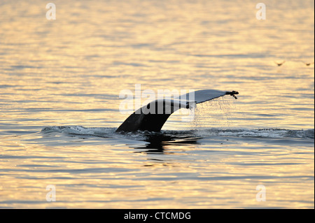 Buckelwal (Impressionen Novaeangliae) Verfügbarmachen Schweif Egel Tauchgangs Blackfish Ton, Vancouver, British Columbia Kanada Stockfoto