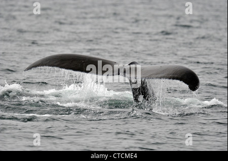 Buckelwal (Impressionen Novaeangliae) Verfügbarmachen Schweif Egel Tauchgangs Blackfish Ton, Vancouver, British Columbia Kanada Stockfoto