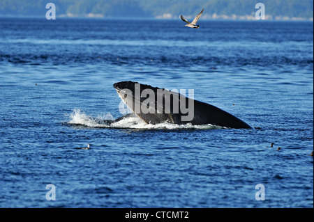 Buckelwal (Impressionen Novaeangliae) Verfügbarmachen Kiefer Longe Fütterung Blackfish Ton, Vancouver, British Columbia Kanada Stockfoto