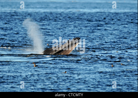 Buckelwal (Impressionen Novaeangliae) Verfügbarmachen Kiefer Longe Fütterung Blackfish Ton, Vancouver, British Columbia Kanada Stockfoto