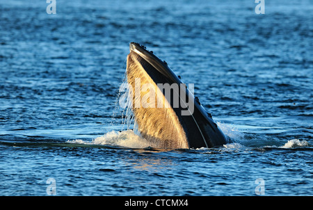 Buckelwal (Impressionen Novaeangliae) Verfügbarmachen Kiefer Longe Fütterung Blackfish Ton, Vancouver, British Columbia Kanada Stockfoto