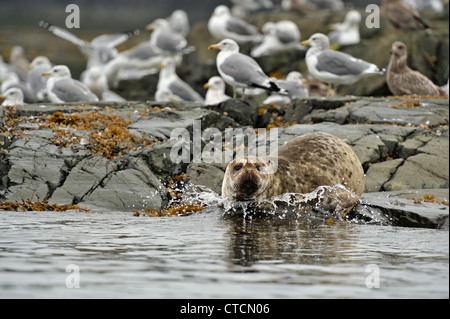 Seehund (Phoca Vitulina) gezogen, auf Felsen bei Ebbe, Hanson Island, Vancouver, Britisch-Kolumbien, Kanada Stockfoto