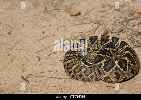 Eastern Diamondback Rattlesnake - Crotalus adamanteus Stockfoto