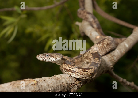 Graue Ratte Schlange thront auf einem Ast Stockfoto