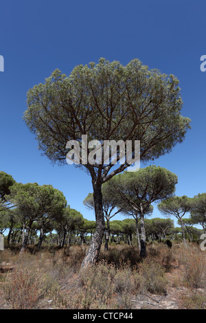 Zirbenholz Bäume im Nationalpark Donana, Andalusien Spanien Stockfoto