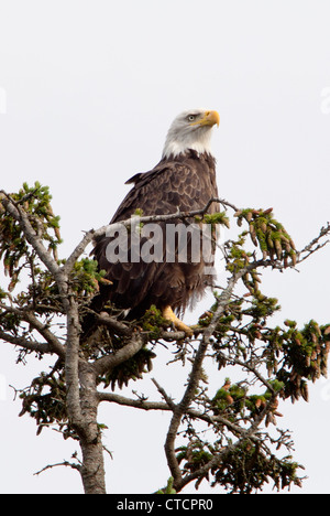 Weißkopf-Seeadler (Haliaeetus Leucocephalus) im Acadia National Park, Maine, Vereinigte Staaten von Amerika Stockfoto