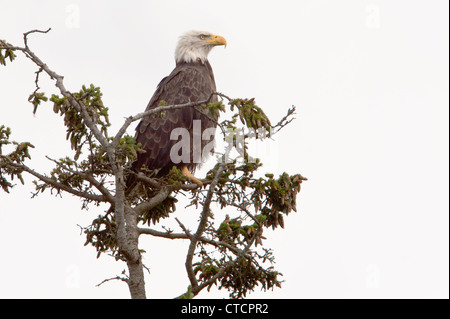 Weißkopf-Seeadler (Haliaeetus Leucocephalus) im Acadia National Park, Maine, Vereinigte Staaten von Amerika Stockfoto