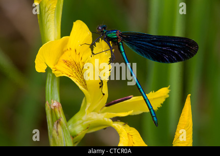 Schöne Prachtlibelle Calopteryx Virgo auf gelbe Flagge Iris Stockfoto