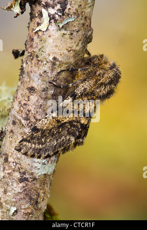 Brindel Beauty Motte, Lycia hirtaria Stockfoto