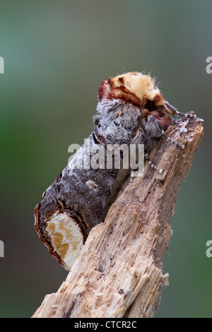 Buff-Tip Motte, Phalera bucephala Stockfoto