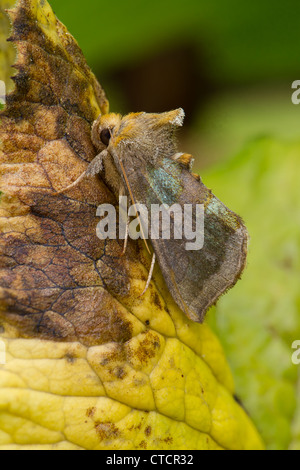 Poliertes Messing Motte, Diachrysia chrysitis Stockfoto