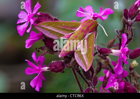 Elephant Hawk-Moth, Deilephila Elpenor auf Red Campion, Silene dioicia Stockfoto